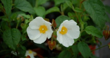 Cistus x corbariensis (syn. x hybridus)