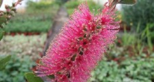 Callistemon Perth Pink