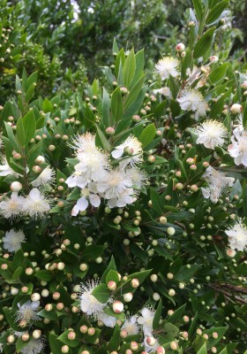 Myrtus communis tarentina | Coastal Hedging