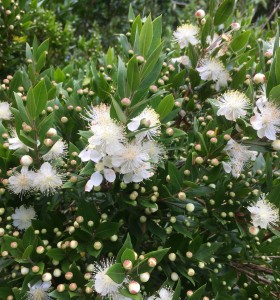 Myrtus communis tarentina | Coastal Hedging