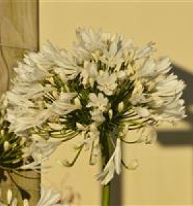 Agapanthus africanus White