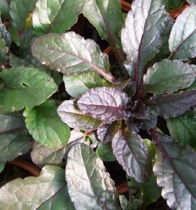 Ajuga reptans Braunherz