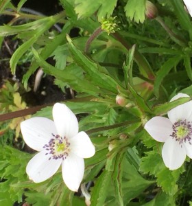 Anemone rivularis