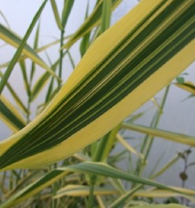 Arundo donax Golden Chain