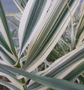 Arundo donax var. versicolor