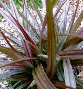 Astelia nervosa Westland