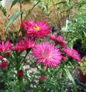 Symphyotrichum novi-belgii Freda Ballard