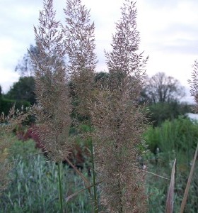 Calamagrostis brachytricha