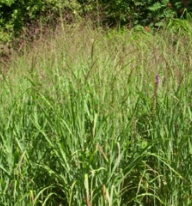Calamagrostis x acutiflora Karl Foerster