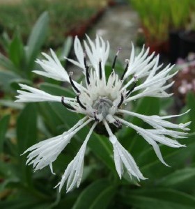 Centaurea montana Alba