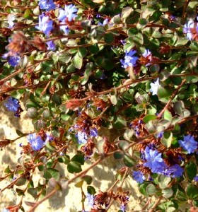 Ceratostigma griffithii