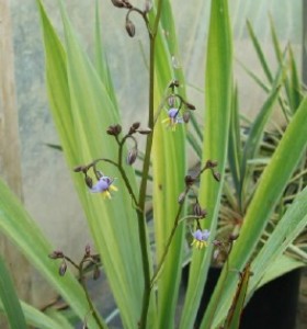 Dianella tasmanica