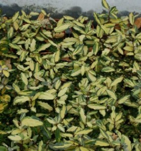 Elaeagnus pungens Frederici