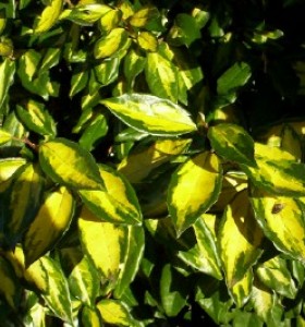 Elaeagnus x ebbingei Limelight