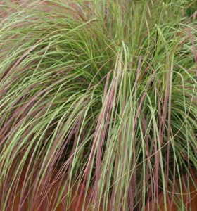 Eragrostis curvula Totnes Burgundy