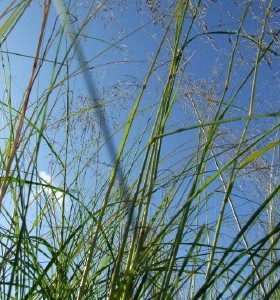 Eragrostis elliottii Wind Dancer