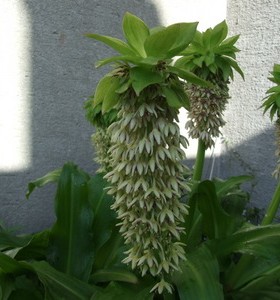 Eucomis bicolor