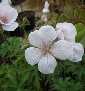 Geranium clarkei Kashmir White