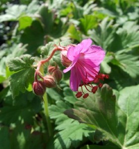 Geranium macrorrhizum Bevan's Variety