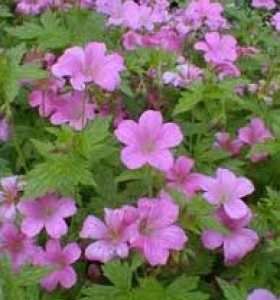 Geranium x oxonianum A T Johnson