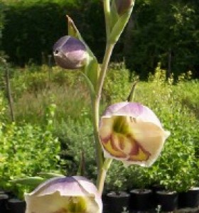 Gladiolus papilio