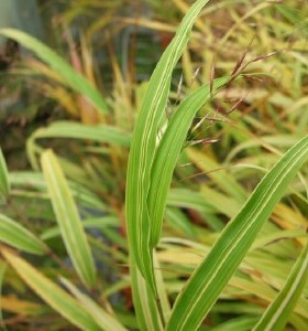 Hakonechloa macra Albovariegata