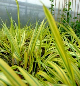 Hakonechloa macra Aureola