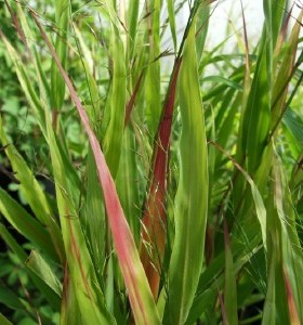 Hakonechloa macra