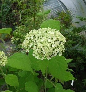 Hydrangea arborescens Annabelle