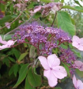 Hydrangea aspera Villosa Group