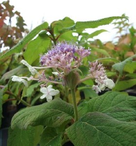 Hydrangea involucrata