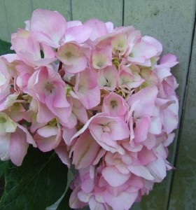 Hydrangea macrophylla Nigra