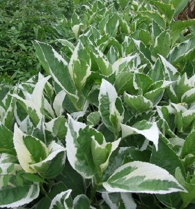 Hydrangea macrophylla Tricolor