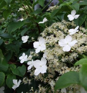 Hydrangea petiolaris