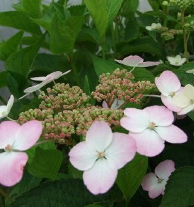 Hydrangea serrata Bluebird