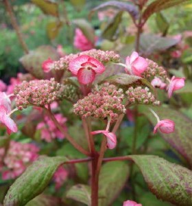 Hydrangea serrata Kiyosumi