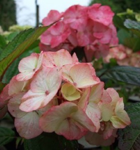 Hydrangea serrata Preziosa