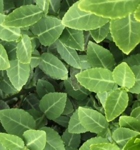 Euonymus fortunei 