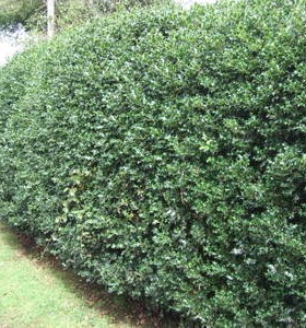 Ilex aquifolium