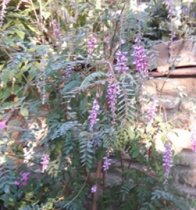 Indigofera pendula