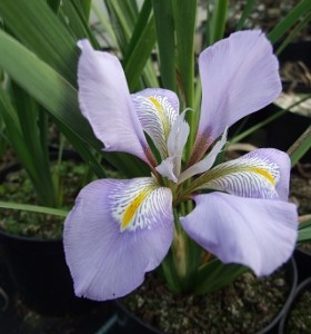 Iris unguicularis