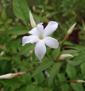 Jasminum officinale