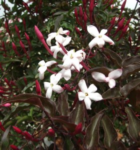 Jasminum polyanthum Dark Leaf Form