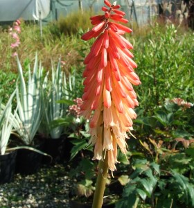 Kniphofia Strawberries and Cream