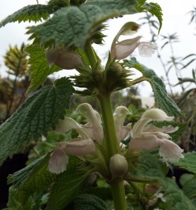 Lamium orvala Alba