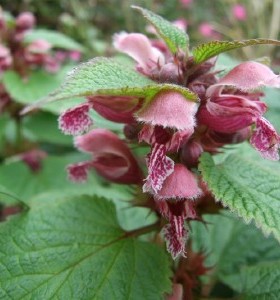 Lamium orvala