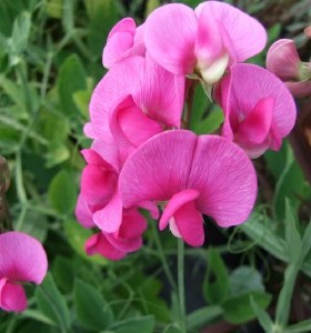 Lathyrus latifolius