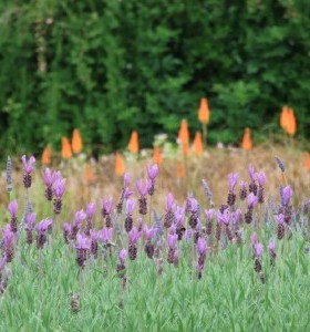 Lavandula stoechas Papillon