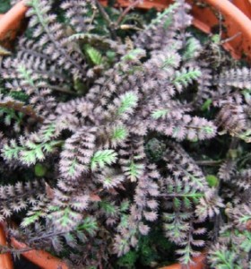 Leptinella squalida 'Platt's Black'