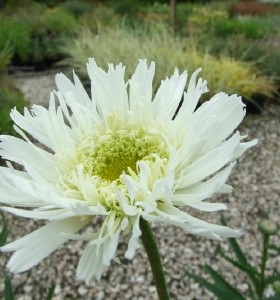 Leucanthemum x superbum Aglaia 